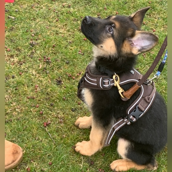 Meet your Posher, Rachel - Picture 14 of 15